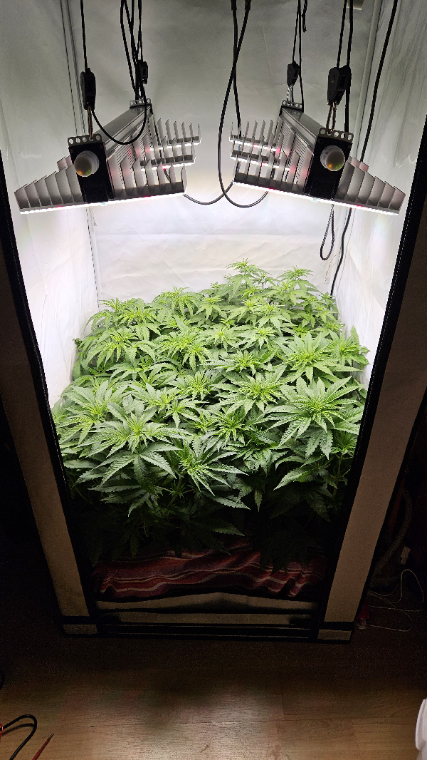 White Widow — flower, day 42