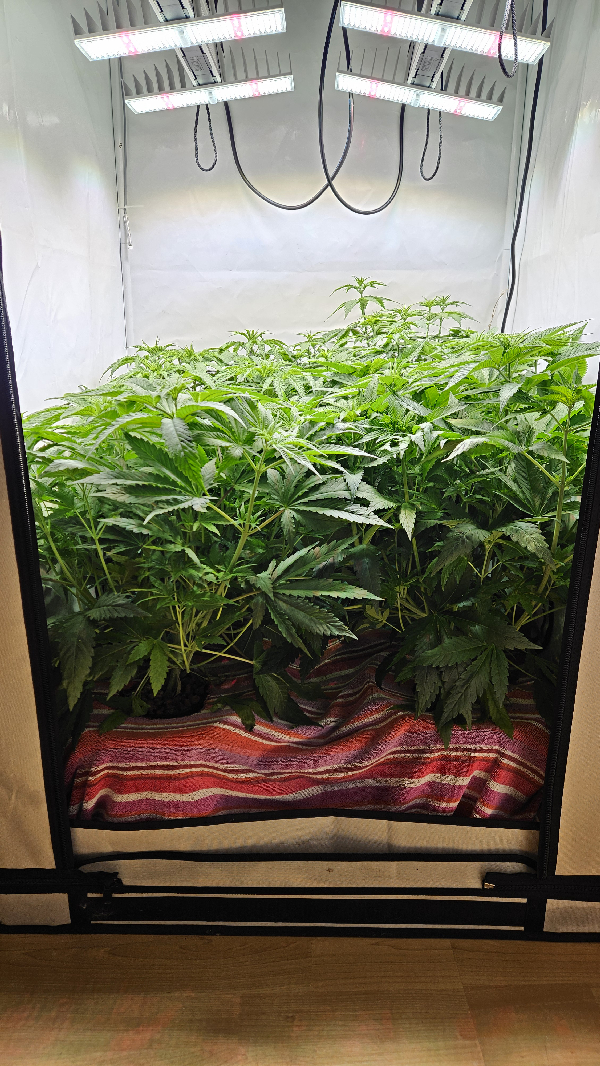 White Widow — flower, day 42