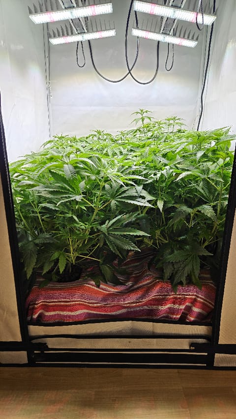 White Widow — flower, day 42