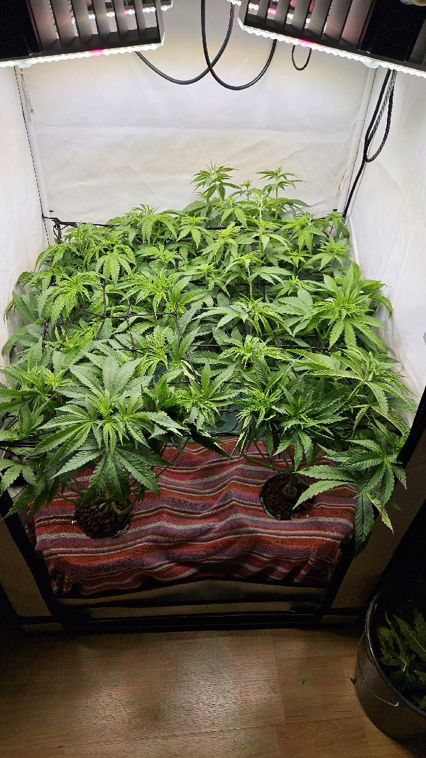 White Widow — flower, day 42