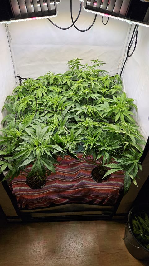 White Widow — flower, day 42