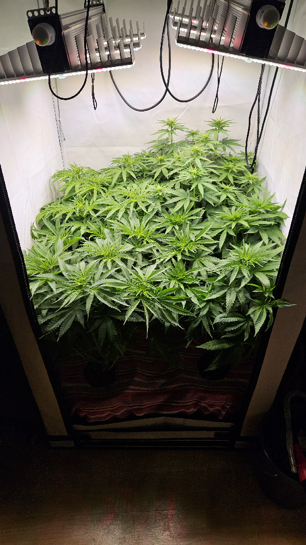 White Widow — flower, day 48