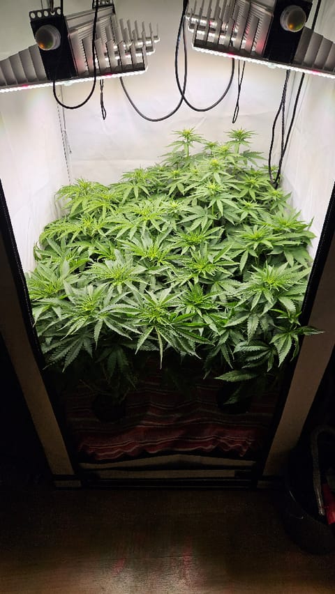 White Widow — flower, day 48