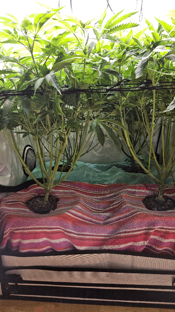 White Widow — flower, day 48