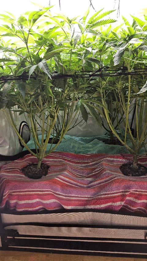 White Widow — flower, day 48