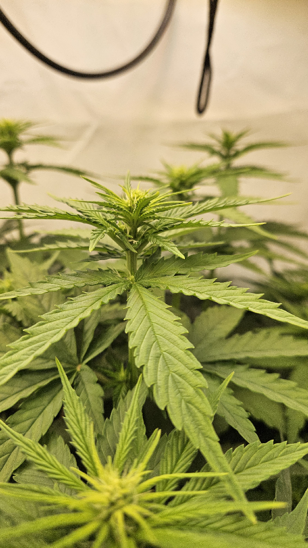 White Widow — flower, day 48