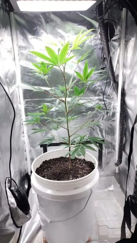 Chocoberry veg stage