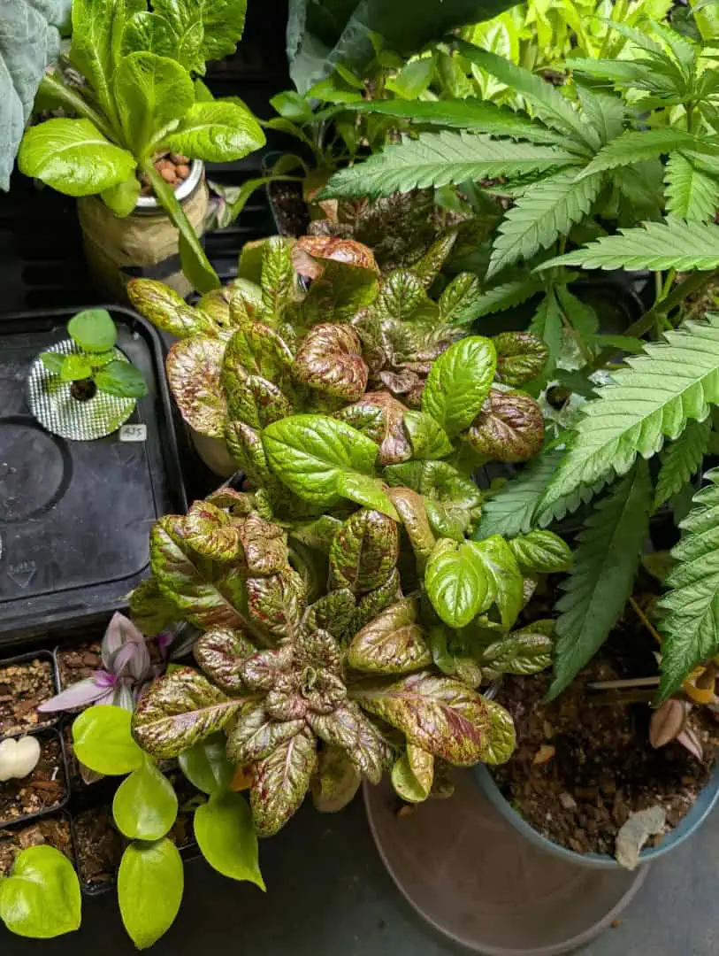 See what grows — vegetative, day 1