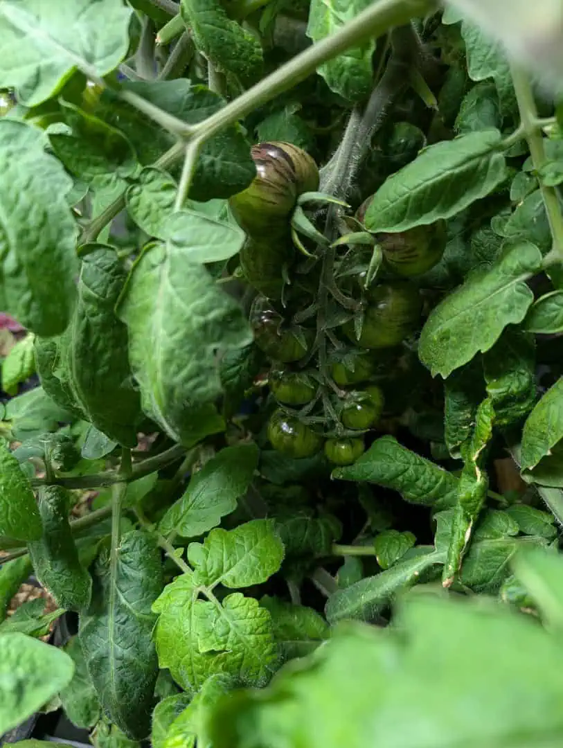 See what grows — vegetative, day 1