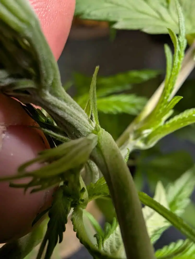 See what grows — vegetative, day 2