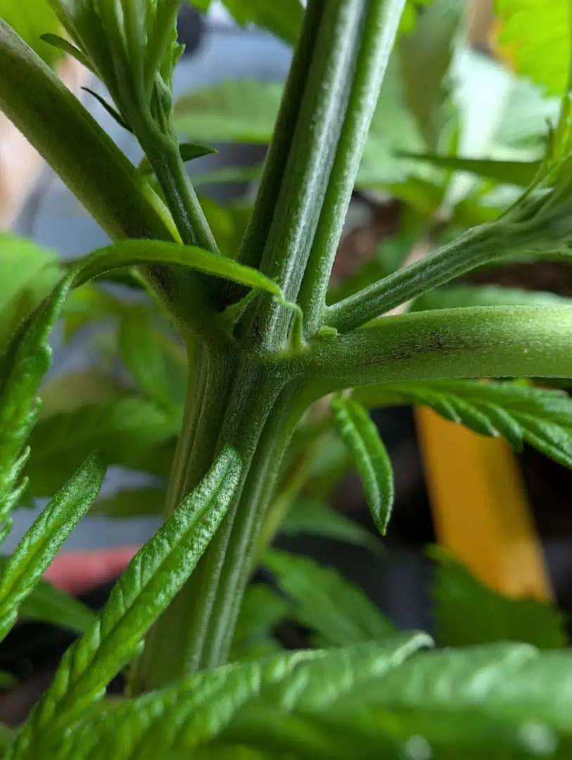 See what grows — vegetative, day 2