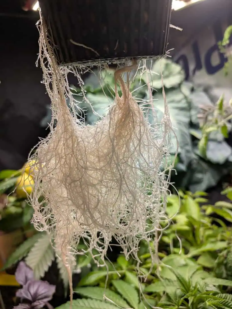 See what grows — vegetative, day 2