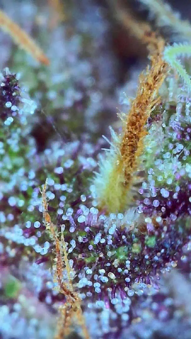 See what grows — vegetative, day 3