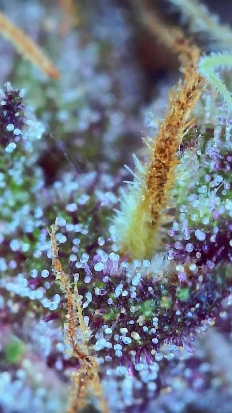 See what grows — vegetative, day 3