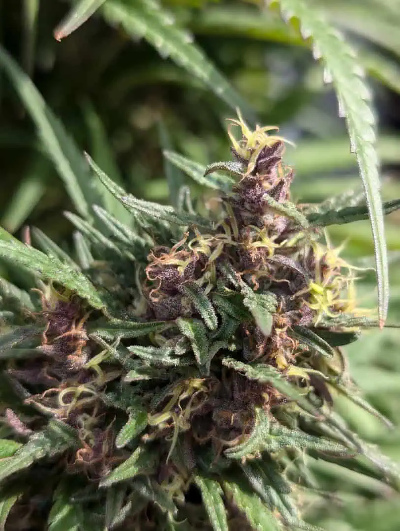 See what grows — vegetative, day 3