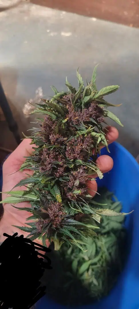 See what grows — vegetative, day 3