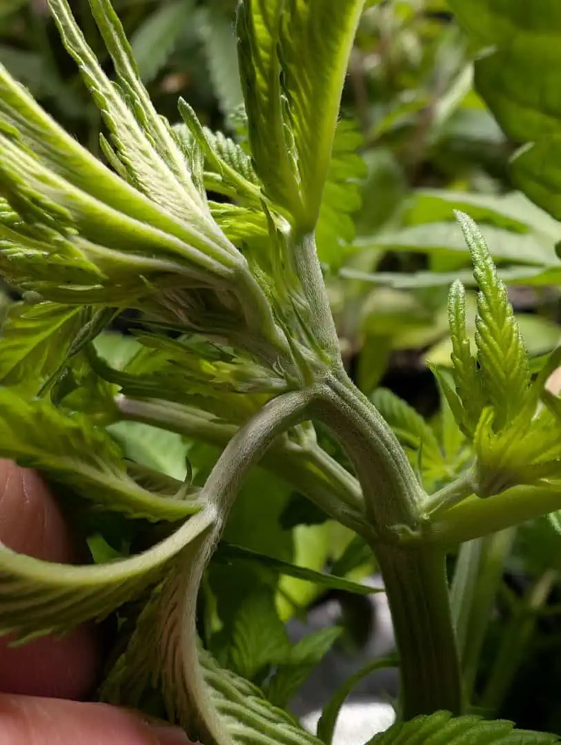 See what grows — vegetative, day 5