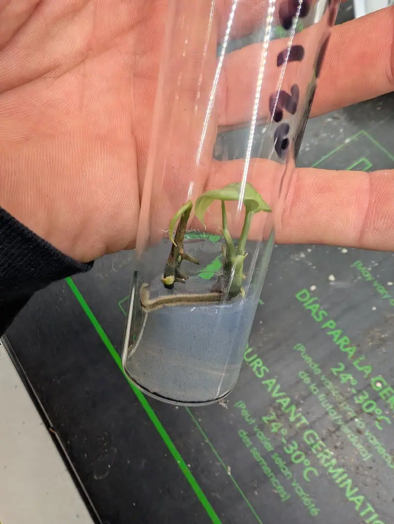 See what grows — vegetative, day 6