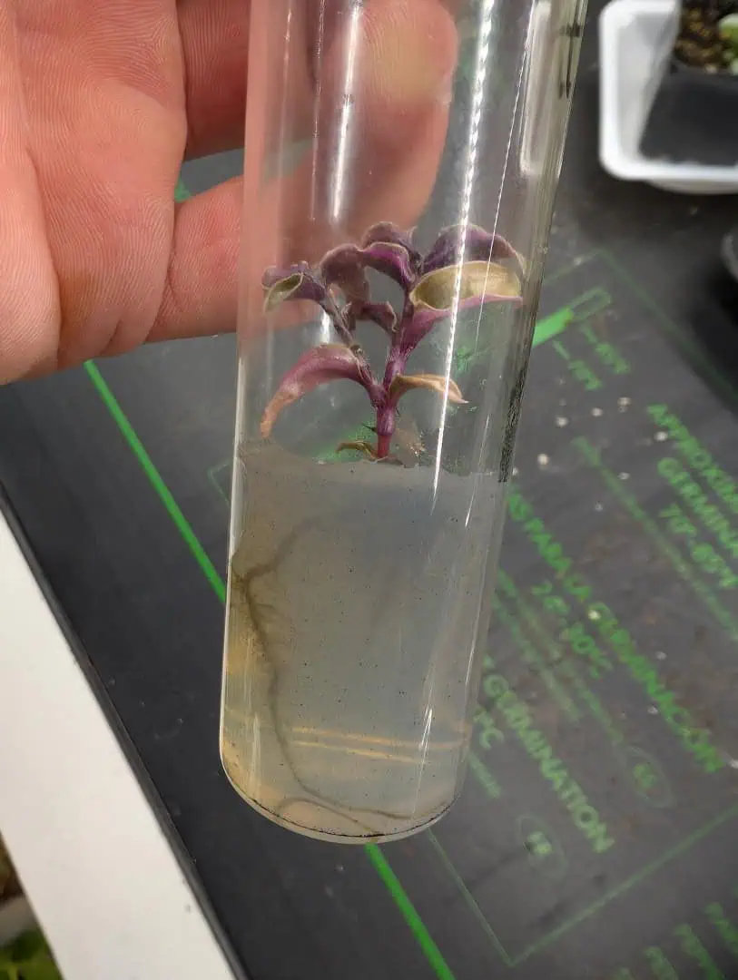 See what grows — vegetative, day 6