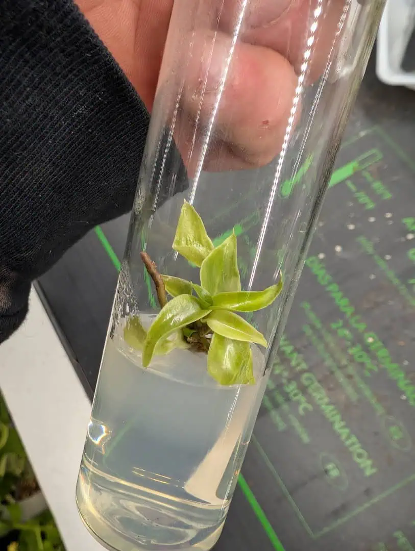 See what grows — vegetative, day 6