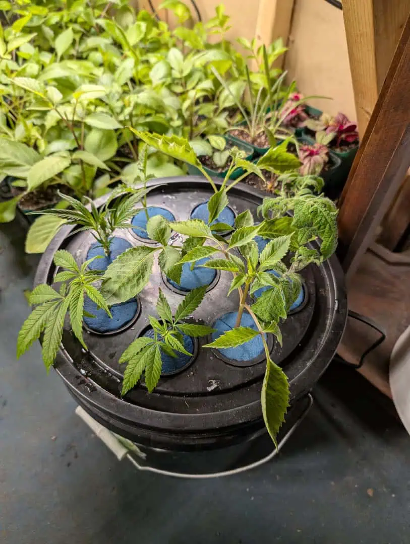 See what grows — vegetative, day 7