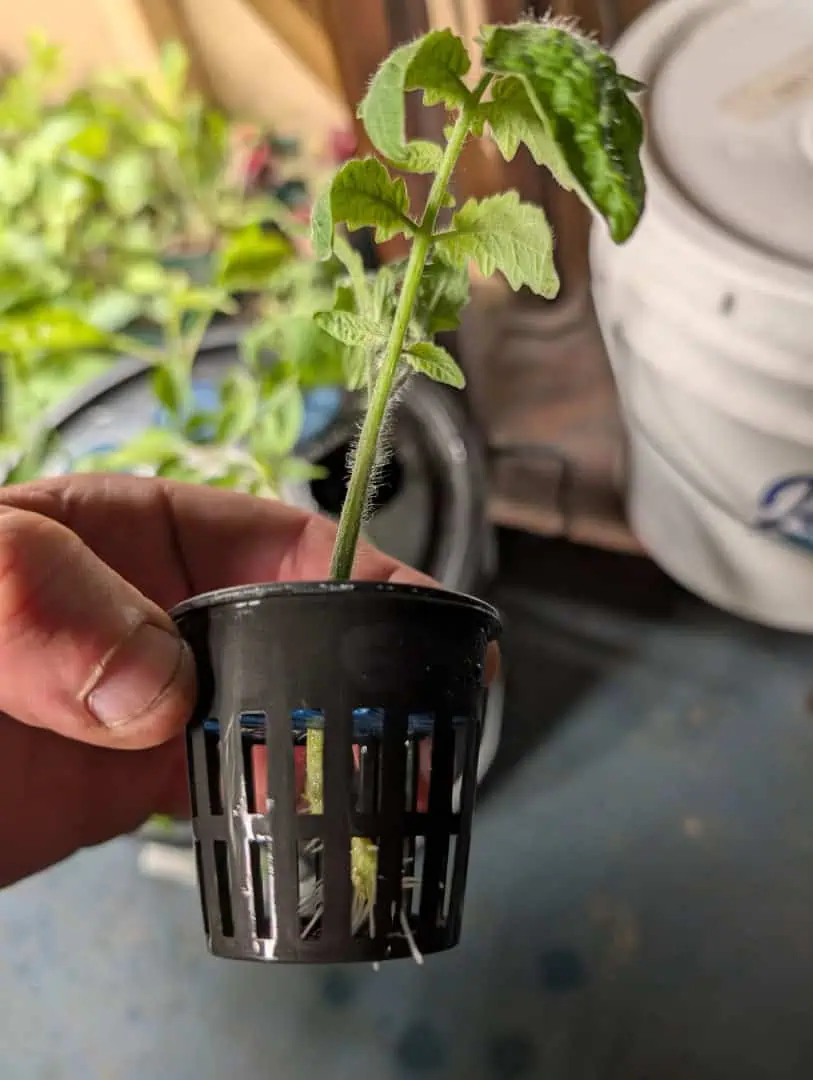 See what grows — vegetative, day 7
