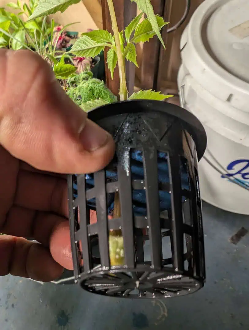 See what grows — vegetative, day 7