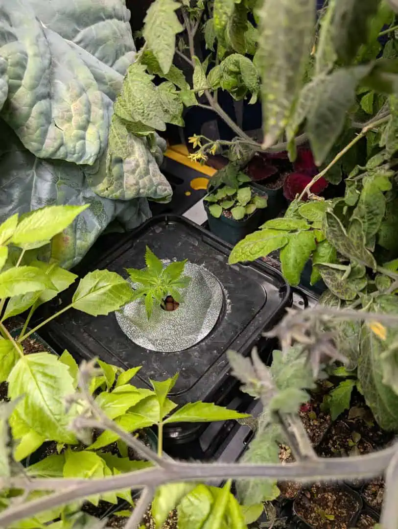 See what grows — vegetative, day 11