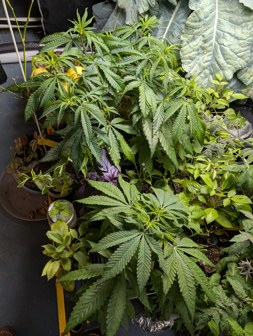 See what grows — vegetative, day 11