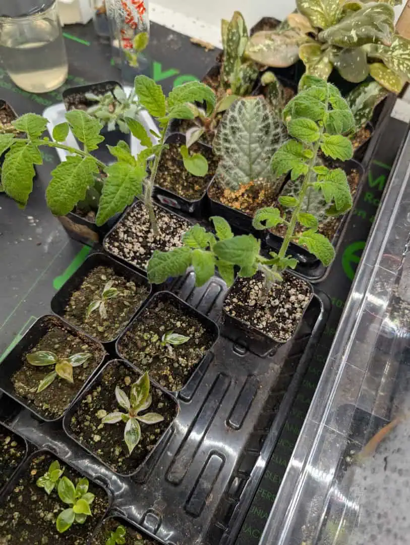 See what grows — vegetative, day 11