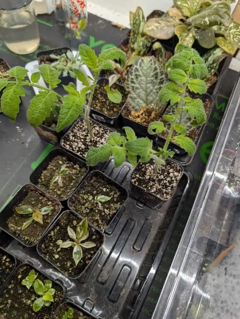See what grows — vegetative, day 11