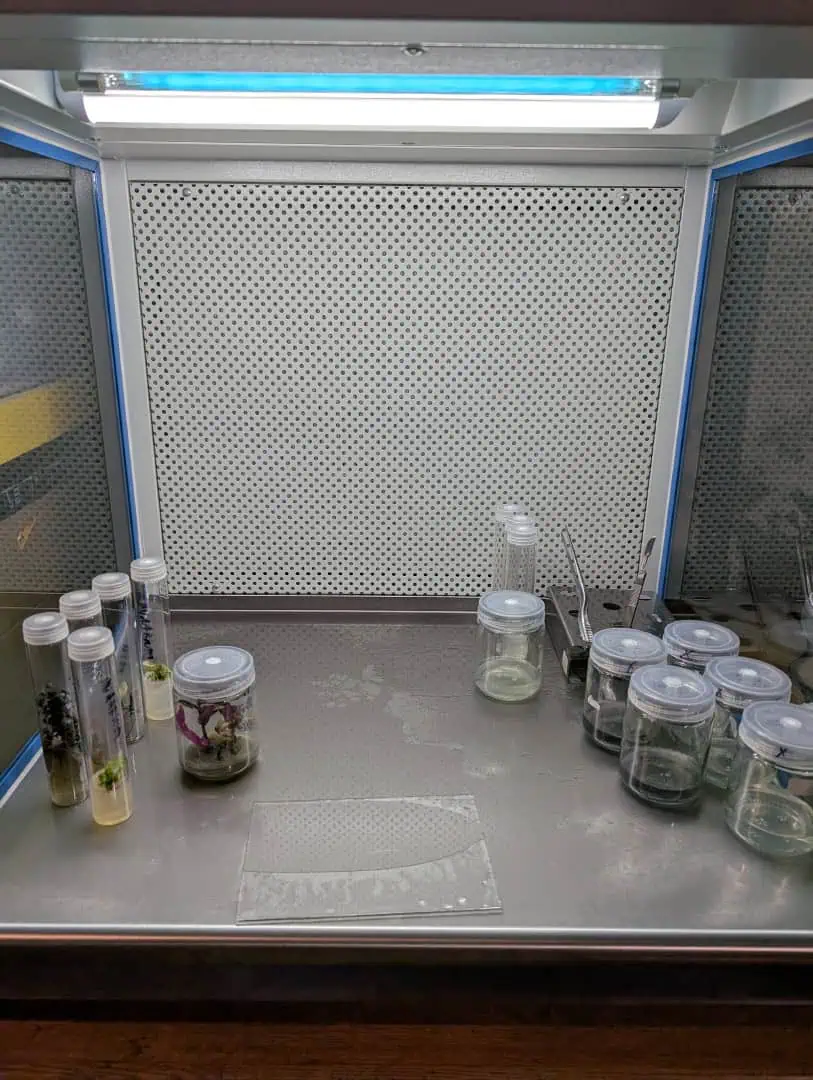 See what grows — vegetative, day 12