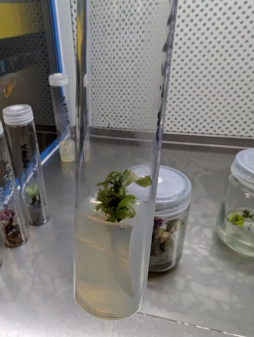 See what grows — vegetative, day 12