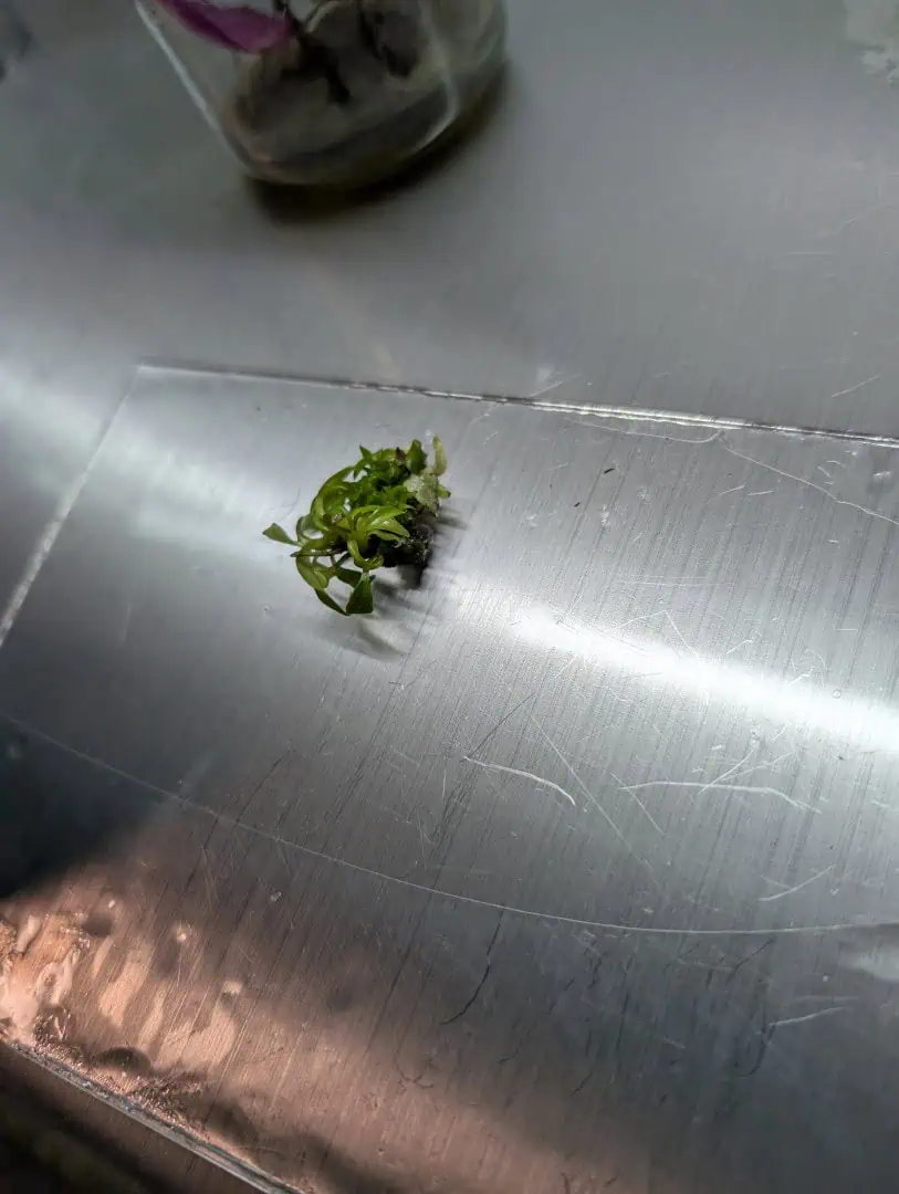 See what grows — vegetative, day 12