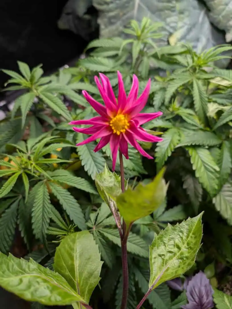 See what grows — vegetative, day 13