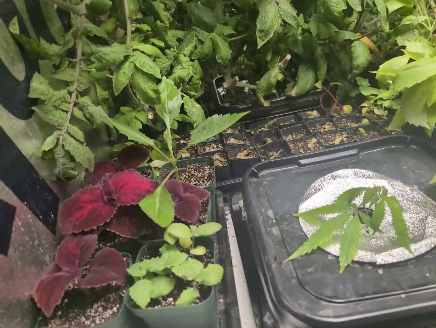 See what grows — vegetative, day 13