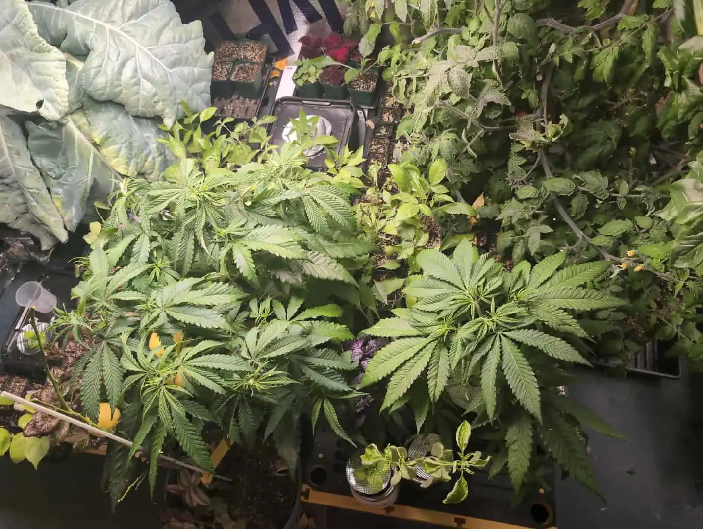 See what grows — vegetative, day 13