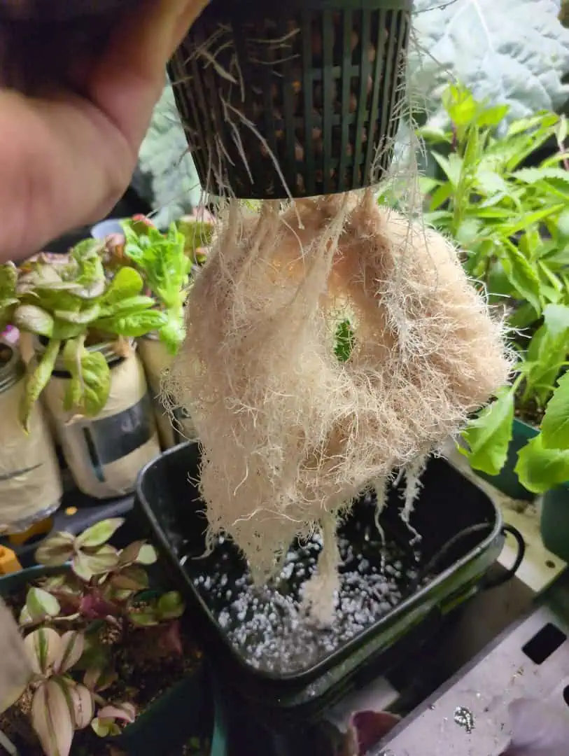 See what grows — vegetative, day 15