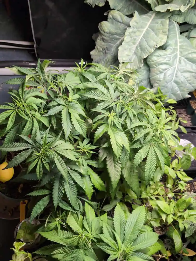 See what grows — vegetative, day 15