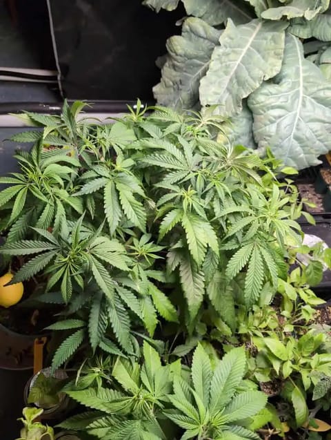 See what grows — vegetative, day 15