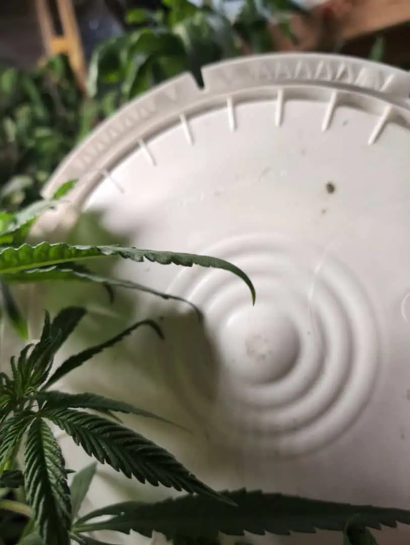 See what grows — vegetative, day 15