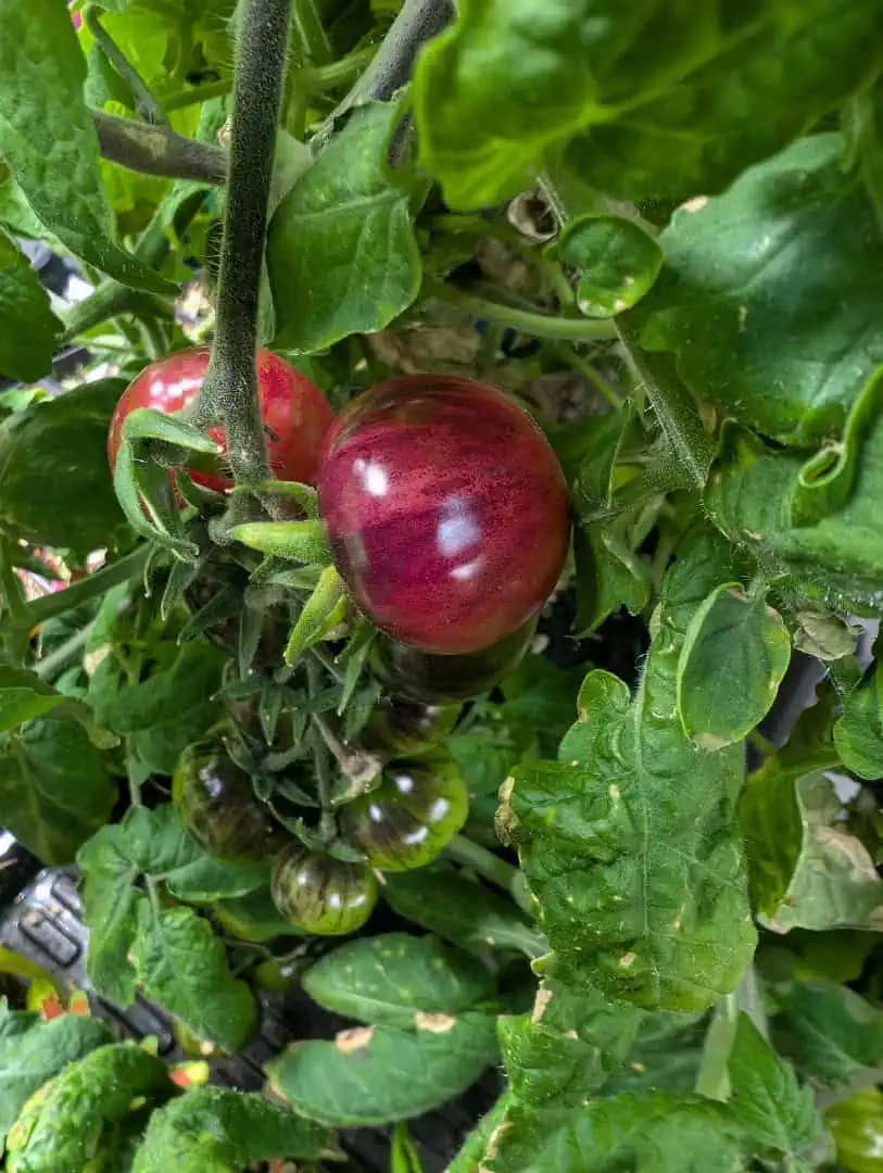 See what grows — vegetative, day 16