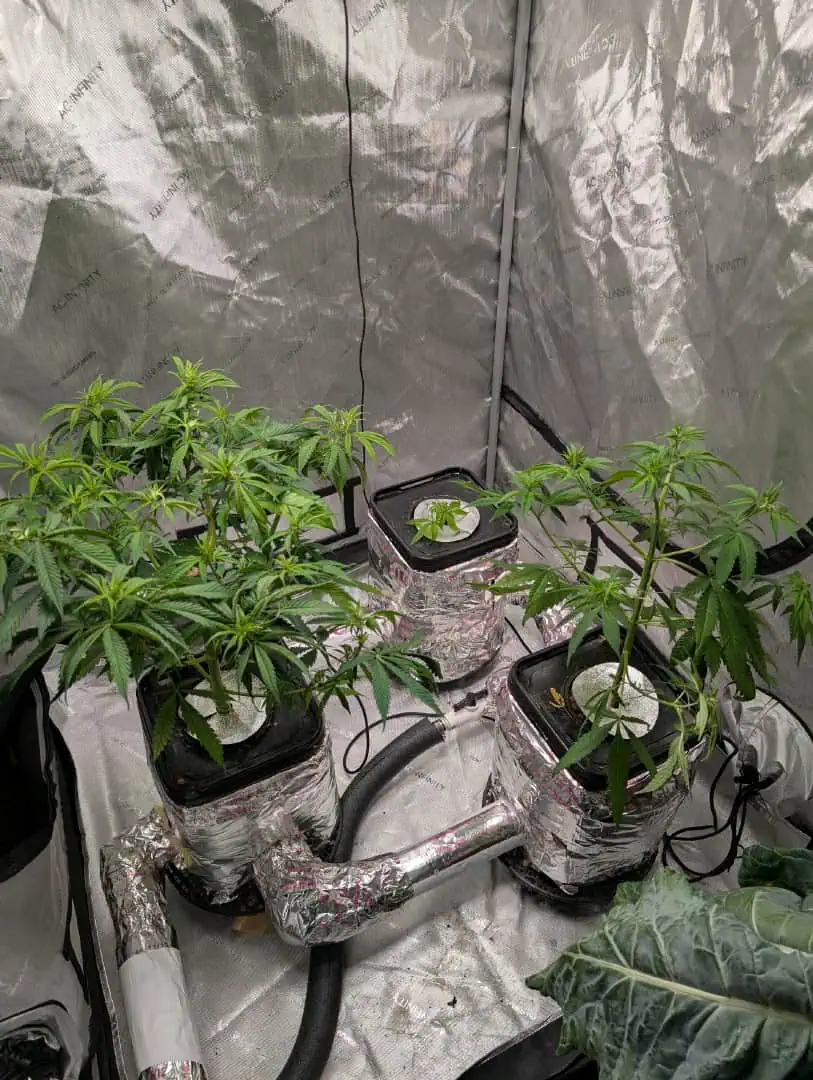 flipped to flower — flower, day 1