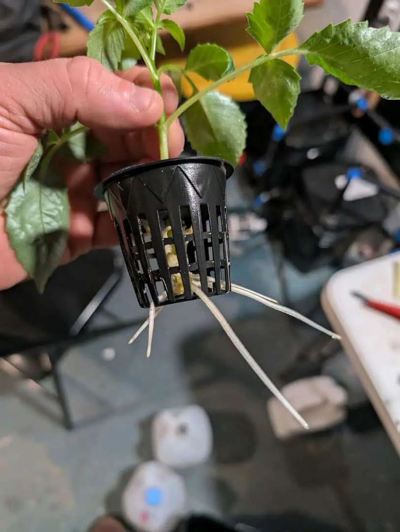 See what grows — vegetative, day 23