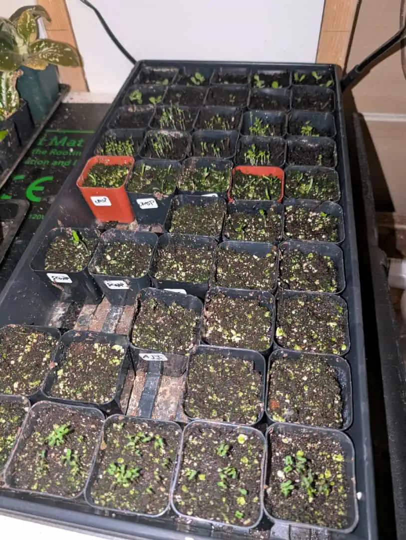 See what grows — vegetative, day 23