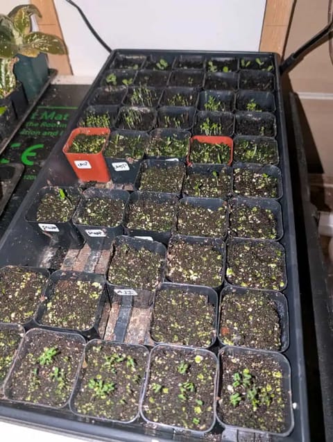 See what grows — vegetative, day 23