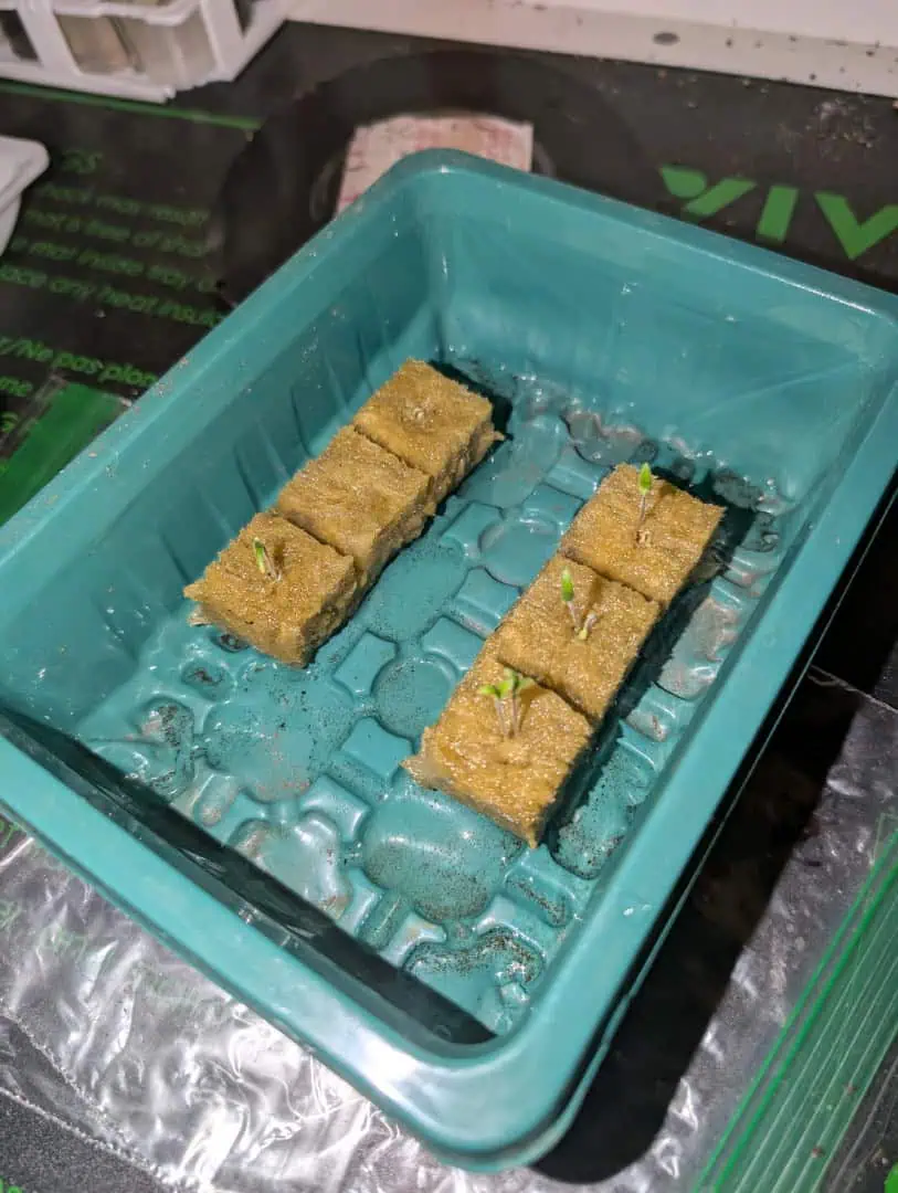 See what grows — vegetative, day 23