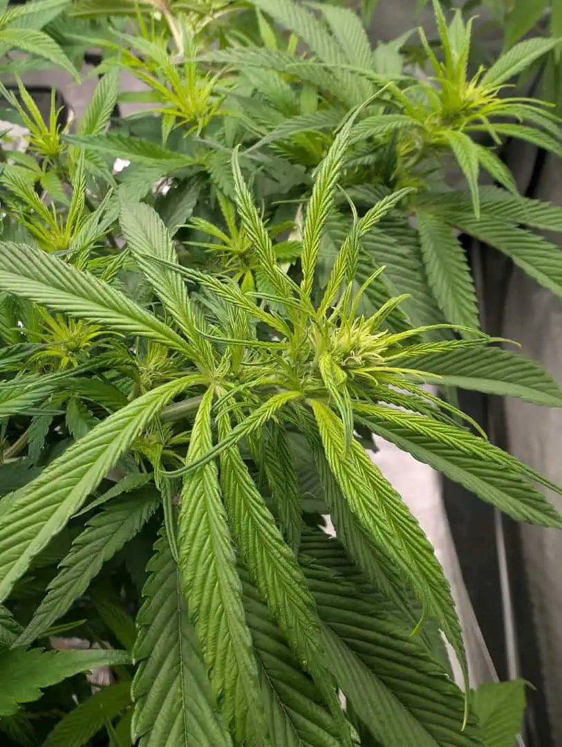 flipped to flower — flower, day 5