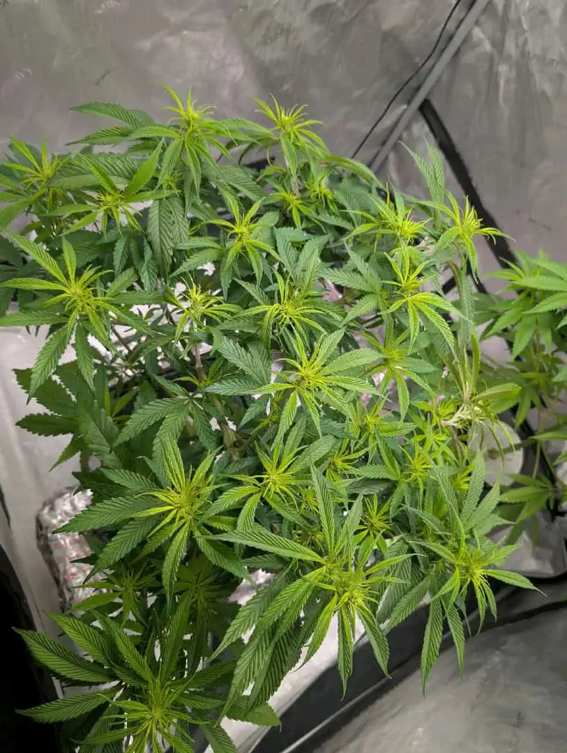 flipped to flower — flower, day 5