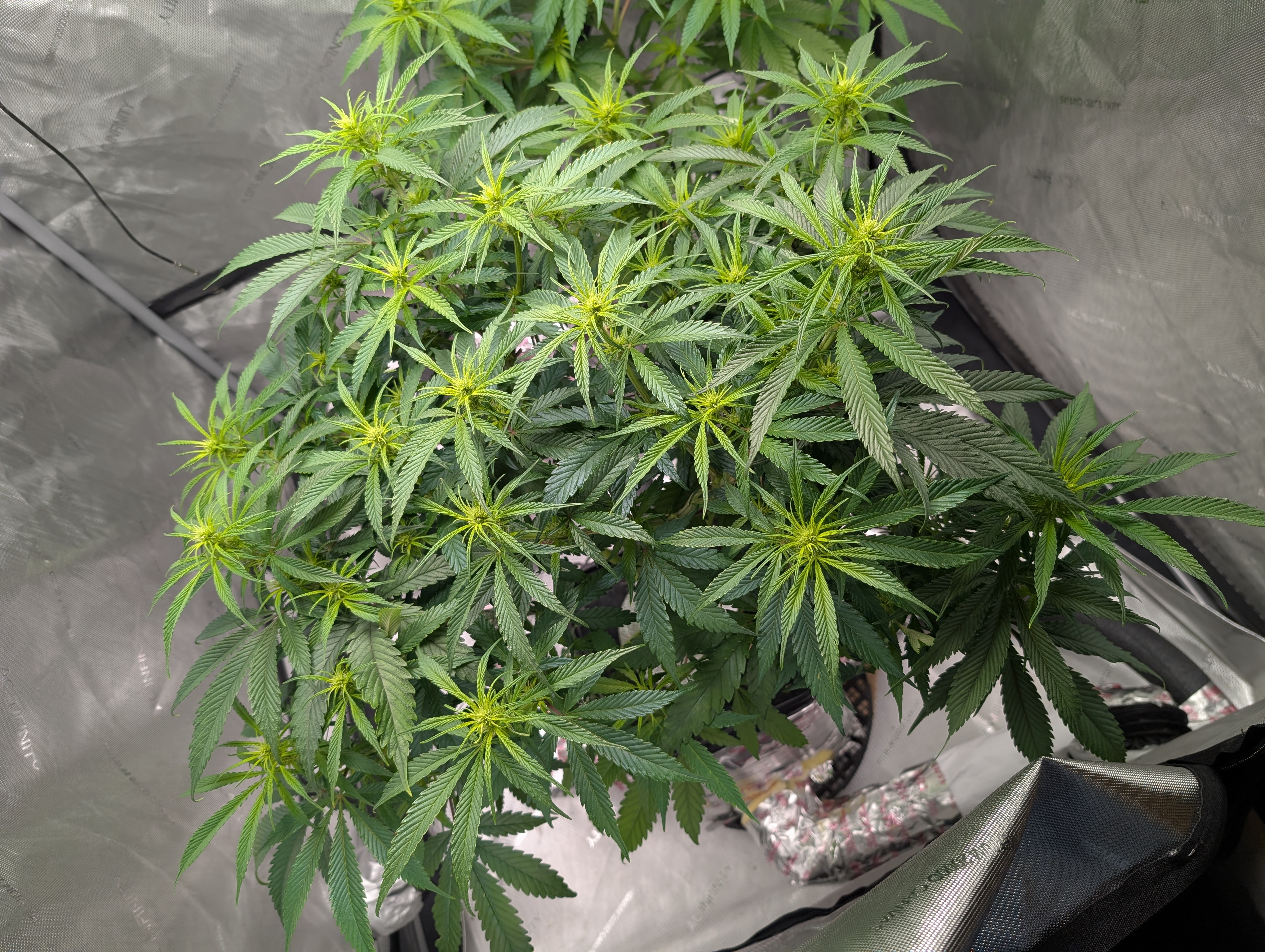 flipped to flower — flower, day 7